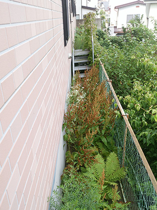 伐採・伐木施工事例1