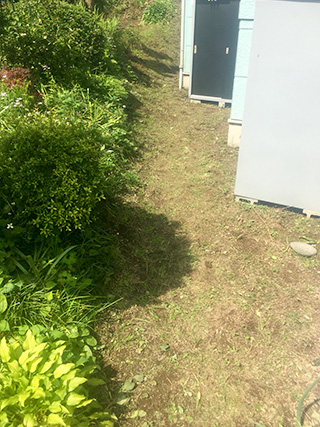 伐採・伐木施工事例4