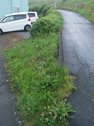 伐採・伐木施工事例5