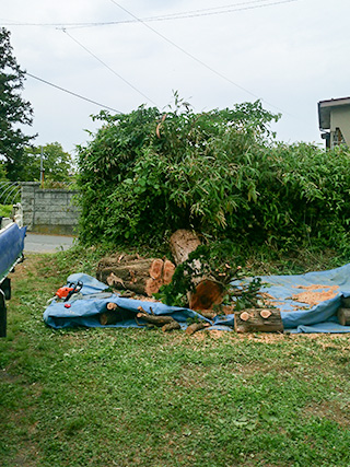 伐採・伐木施工事例6