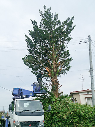 伐採・伐木施工事例6