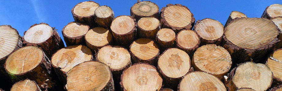 伐採・伐木｜クリーンさかもと